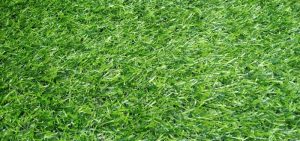 thảm cỏ nhân tạo giá rẻ tiền giang