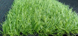 cỏ nhân tạo Quận Tân Phú