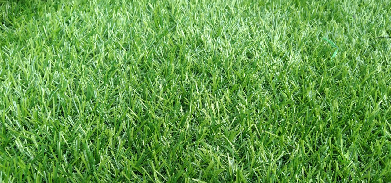 cỏ nhân tạo mầm non quận 10