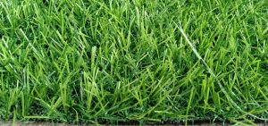 cỏ nhân tạo cao 2cm chất lượng