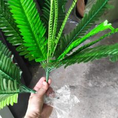mua cây dương sĩ giá rẻ
