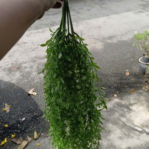 cúc tần nhựa