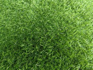 thảm cỏ nhân tạo 2cm