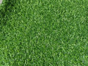 mẫu cò 2cm chất lượng