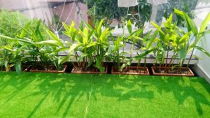 thay mới thảm cỏ nhân tạo