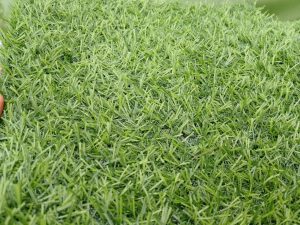 cỏ nhân tạo 2cm